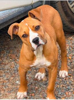 Foster needed - Baby -  Pit Bull Terrier and Boxer Dog for Adoption in Oswego, Illinois - Foster Needed - Baby | PetCurious