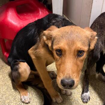 IVHS-Stray-144025 -  German Shepherd Dog and Dutch Shepherd Dog for Adoption in San Gabriel, California - IVHS-Stray-144025 | PetCurious