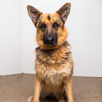 Heidi -  German Shepherd Dog Dog for Adoption in Palm Springs, California - Heidi | PetCurious