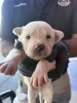 Shepherd and Mixed Breed Dogs Available for Adoption - 60201634 | PetCurious