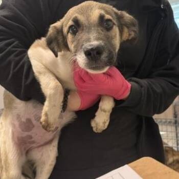 Patches -  Shepherd and Mixed Breed Dog for Adoption in Horn Lake, Mississippi - Patches | PetCurious