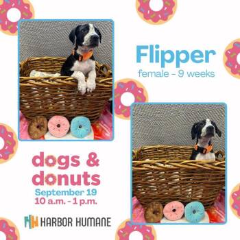 Flipper -  Mixed Breed Dog for Adoption in West Olive, Michigan - Flipper | PetCurious