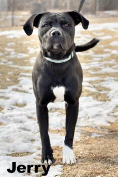 Mixed Breed Dogs Available for Adoption - Jerry | PetCurious