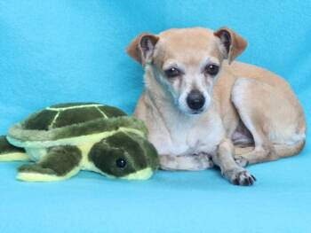 Chihuahua Dogs Available for Adoption in Burbank, California - TINA | PetCurious