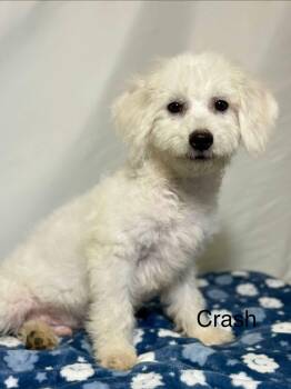 Crash -  Cavachon Dog for Adoption in New Stanton, Pennsylvania - Crash | PetCurious