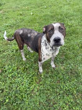 Oreo -  American Staffordshire Terrier Dog for Adoption in Pierceton, Indiana - Oreo | PetCurious