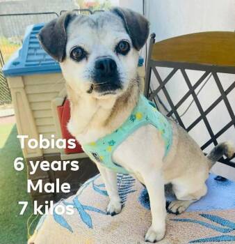 Pug Dogs Available for Adoption in Durango, Colorado - Tobias | PetCurious