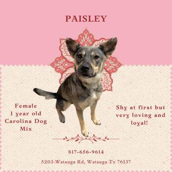 Rescue Carolina Dog Dogs for Adoption in Watauga, Texas - Paisley | PetCurious