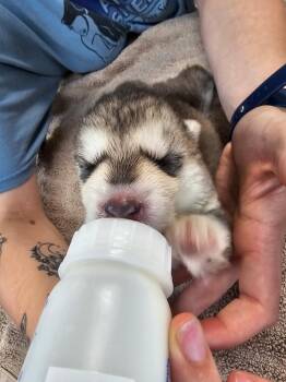 Juliett in Foster care -  Husky and Shepherd Dog for Adoption in Honesdale, Pennsylvania - Juliett In Foster Care | PetCurious