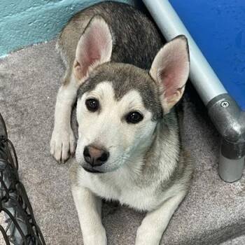 Husky Dogs Available for Adoption in Flagstaff, Arizona - Delilah | PetCurious