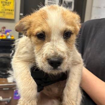 Violet -  Terrier and Mixed Breed Dog for Adoption in Yuma, Arizona - Violet | PetCurious