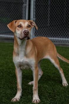 Clair -  Yellow Labrador Retriever Dog for Adoption in Crosby, Texas - Clair | PetCurious