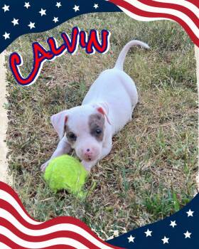 Calvin -  American Staffordshire Terrier and Pit Bull Terrier Dog for Adoption in Grove, Oklahoma - Calvin | PetCurious