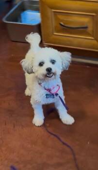 Antique -  Maltese and Poodle Dog for Adoption in San Diego, California - Antique | PetCurious