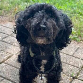 #47 -  Miniature Poodle Dog for Adoption in Pekin, Illinois - #47 | PetCurious