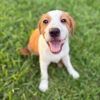 Rescue Fox Terrier and Beagle Dogs for Adoption in Houston, Texas - Merrit | PetCurious