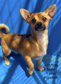 Gazpacho -  Chihuahua and Mixed Breed Dog for Adoption in Calgary, Alberta - Gazpacho | PetCurious