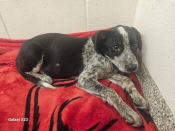 Angelo -  Australian Cattle Dog Blue Heeler Dog for Adoption in Springdale, Arkansas - Angelo | PetCurious