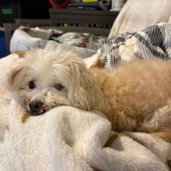 Poodle Dogs Available for Adoption - Sugar | PetCurious