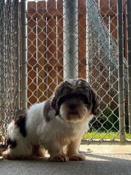 Mustache -  Shih Tzu Dog for Adoption in Auburn, Indiana - Mustache | PetCurious
