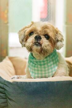Ralph -  Shih Tzu Dog for Adoption in Port Washington, New York - Ralph | PetCurious