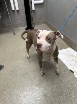 ISABEL -  Pit Bull Terrier Dog for Adoption in Las Vegas, Nevada - ISABEL | PetCurious