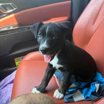 Suzie -  Border Collie and Mixed Breed Dog for Adoption in Overland Park, Kansas - Suzie | PetCurious
