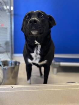 Mixed Breed Dogs Available for Adoption in Moriarty, New Mexico - Dolly | PetCurious