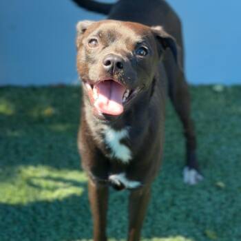 Spot A2295558 -  Mixed Breed Dog for Adoption in Los Angeles, California - Spot A2295558 | PetCurious