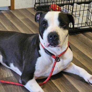 Rescue Pit Bull Terrier and American Bulldog Dogs for Adoption in Austin, Texas - Mickey JuM | PetCurious