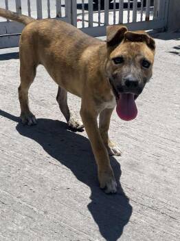 Rescue Mixed Breed Dogs for Adoption in Puyallup, Washington - Carola | PetCurious