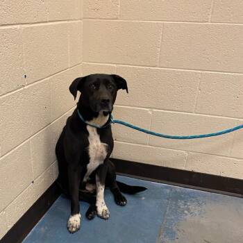 Chloe -  Mixed Breed Dog for Adoption in Memphis, Tennessee - Chloe | PetCurious