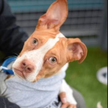 Labrador Retriever and Mixed Breed Dogs Available for Adoption in New York, New York - Quartz | PetCurious