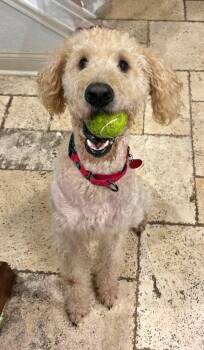 Sadie -  Goldendoodle Dog for Adoption in Tulsa, Oklahoma - Sadie | PetCurious