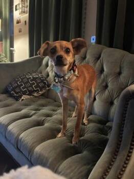 Pharoh -  Chihuahua and Mixed Breed Dog for Adoption in Fort Worth, Texas - Pharoh | PetCurious