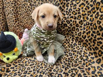 Juke -  Shepherd and Chow Chow Dog for Adoption in Phoenix, Arizona - Juke | PetCurious