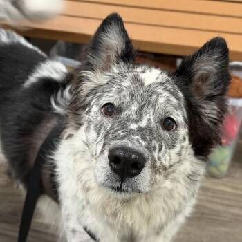 Border Collie and Australian Shepherd Dogs Available for Adoption in Mahwah, New Jersey - Blu | PetCurious