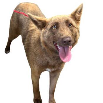Australian Kelpie Dogs Available for Adoption in Red Bluff, California - April | PetCurious