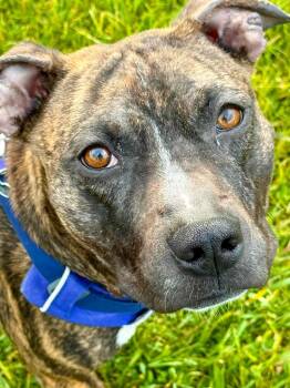 Boxer Dogs Available for Adoption in Livonia, Michigan - Twig | PetCurious
