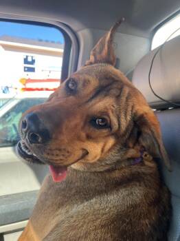 Shepherd Dogs Available for Adoption - 2026-03-109 *Roscoe* | PetCurious