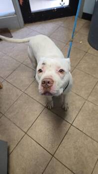 Pit Bull Terrier Dogs Available for Adoption in Marion, Ohio - Kane | PetCurious