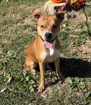 Bart -  Pit Bull Terrier Dog for Adoption in Springfield, Illinois - Bart | PetCurious