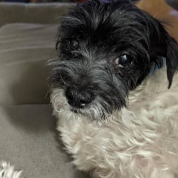 Maltese and Mixed Breed Dogs Available for Adoption in Gainesville, Florida - Sadie | PetCurious