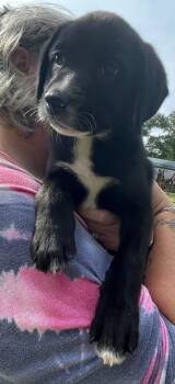 Labrador Retriever and Mixed Breed Dogs Available for Adoption in Broomfield, Colorado - Connauton / Rawly | PetCurious