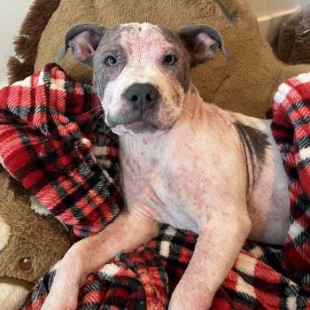 Aveeno -  Pit Bull Terrier and Mixed Breed Dog for Adoption in Los Angeles, California - Aveeno | PetCurious