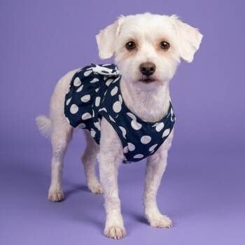 Petunia -  Maltese and Miniature Poodle Dog for Adoption in Phoenix, Arizona - Petunia | PetCurious