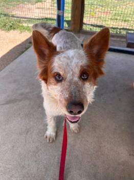 Mixed Breed Dogs Available for Adoption in Fort Collins, Colorado - Ferry | PetCurious