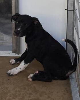 Jacob -  Shepherd Dog for Adoption in Cleveland, Tennessee - Jacob | PetCurious