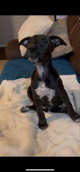 Rescue Labrador Retriever Dogs for Adoption in Colleyville, Texas - Raven | PetCurious