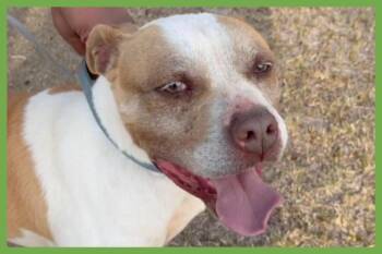 Bently -  Pit Bull Terrier Dog for Adoption in Amherst, Massachusetts - Bently | PetCurious